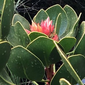 Meet your Posher, Marcus